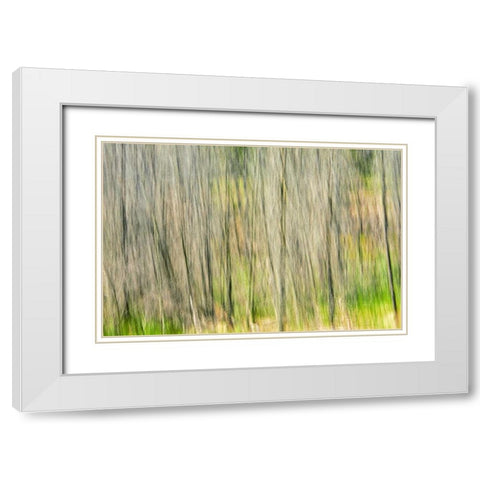 Canada, Manitoba, Nopiming PP Abstract of trees White Modern Wood Framed Art Print with Double Matting by Grandmaison, Mike