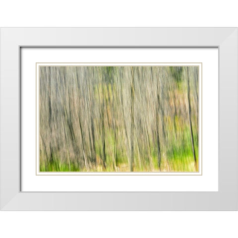 Canada, Manitoba, Nopiming PP Abstract of trees White Modern Wood Framed Art Print with Double Matting by Grandmaison, Mike