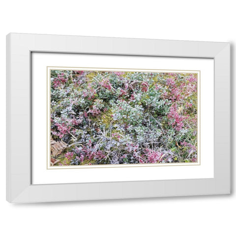 Canada, Whiteshell PP Autumn frost on plants White Modern Wood Framed Art Print with Double Matting by Grandmaison, Mike