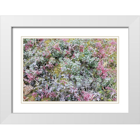 Canada, Whiteshell PP Autumn frost on plants White Modern Wood Framed Art Print with Double Matting by Grandmaison, Mike