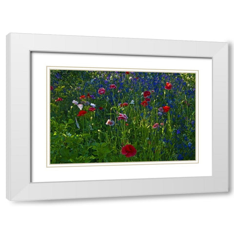 Canada, Manitoba, Brandon Garden flowers White Modern Wood Framed Art Print with Double Matting by Grandmaison, Mike