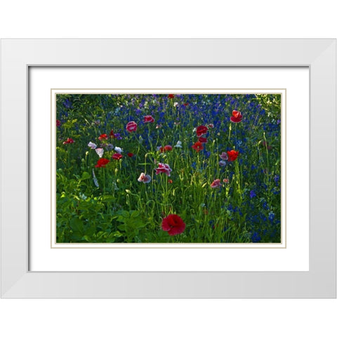Canada, Manitoba, Brandon Garden flowers White Modern Wood Framed Art Print with Double Matting by Grandmaison, Mike