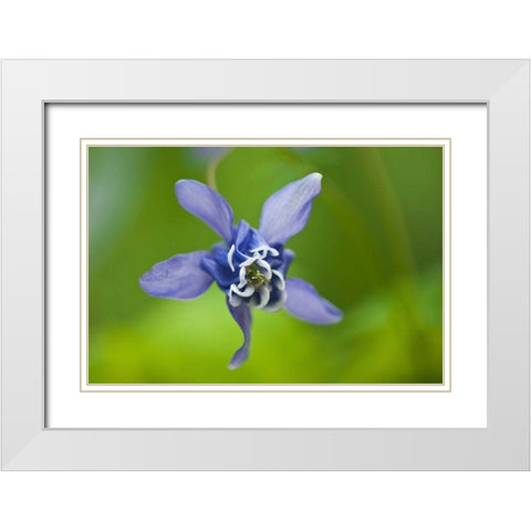Canada, Manitoba, Winnipeg Blue columbine flower White Modern Wood Framed Art Print with Double Matting by Grandmaison, Mike