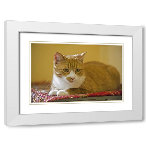Canada, Manitoba, Winnipeg House cat White Modern Wood Framed Art Print with Double Matting by Grandmaison, Mike