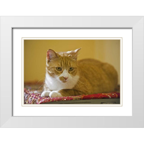 Canada, Manitoba, Winnipeg House cat White Modern Wood Framed Art Print with Double Matting by Grandmaison, Mike