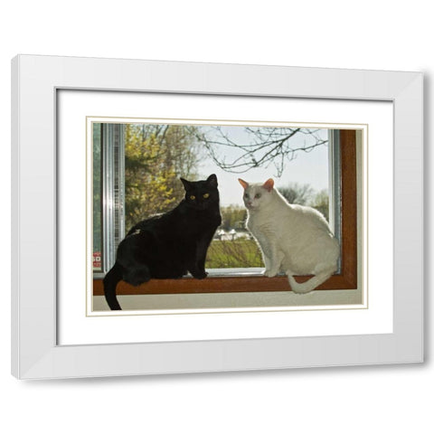 Canada, Winnipeg Black and white house cats White Modern Wood Framed Art Print with Double Matting by Grandmaison, Mike