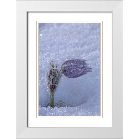 Canada, Manitoba, Hoarfrost-coated prairie crocus White Modern Wood Framed Art Print with Double Matting by Grandmaison, Mike