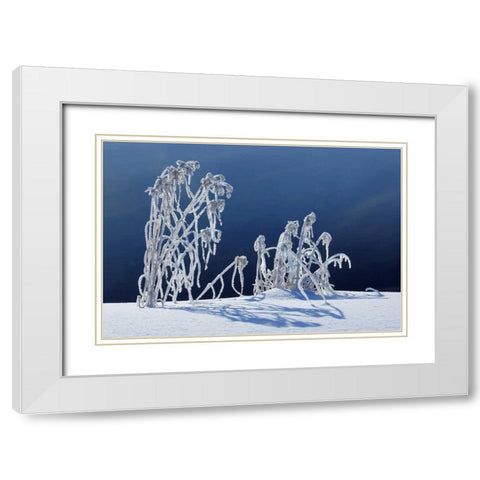 Canada, Whiteshell PP Hoarfrost-covered grass White Modern Wood Framed Art Print with Double Matting by Grandmaison, Mike