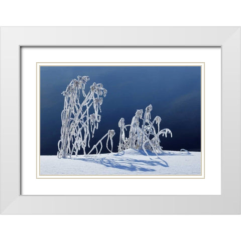 Canada, Whiteshell PP Hoarfrost-covered grass White Modern Wood Framed Art Print with Double Matting by Grandmaison, Mike
