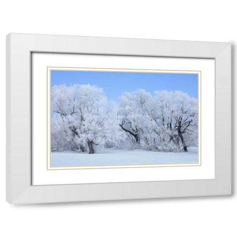 Canada, Hazelridge Hoarfrost-covered trees White Modern Wood Framed Art Print with Double Matting by Grandmaison, Mike