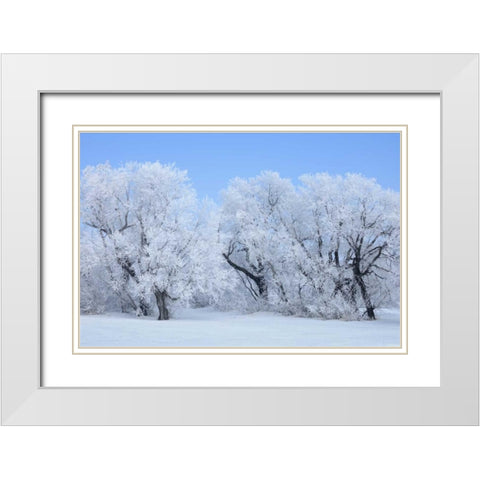 Canada, Hazelridge Hoarfrost-covered trees White Modern Wood Framed Art Print with Double Matting by Grandmaison, Mike