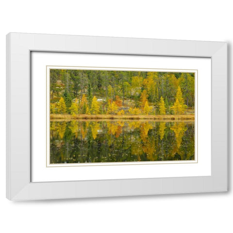 Canada, Whiteshell PP Larch trees by lily pond White Modern Wood Framed Art Print with Double Matting by Grandmaison, Mike