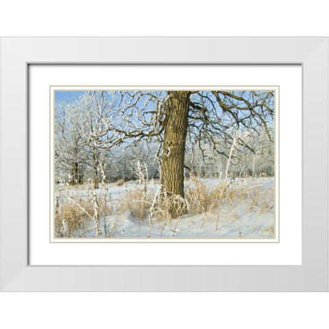 Canada, Winnipeg Hoarfrost at Seine River edge White Modern Wood Framed Art Print with Double Matting by Grandmaison, Mike