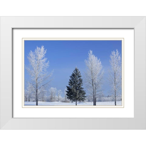Canada, Birds Hill PP Trees covered in hoarfrost White Modern Wood Framed Art Print with Double Matting by Grandmaison, Mike