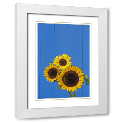 Canada, Manitoba, Winnipeg Sunflowers by a fence White Modern Wood Framed Art Print with Double Matting by Grandmaison, Mike