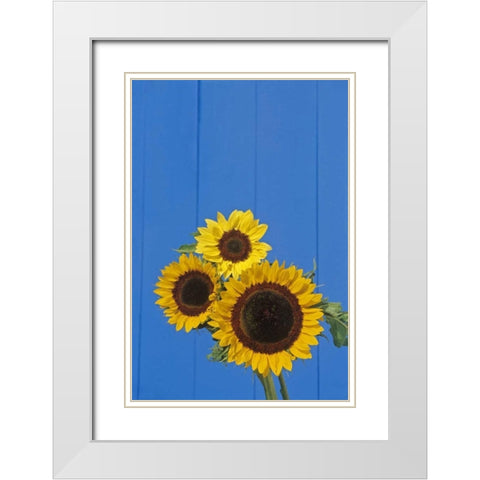 Canada, Manitoba, Winnipeg Sunflowers by a fence White Modern Wood Framed Art Print with Double Matting by Grandmaison, Mike