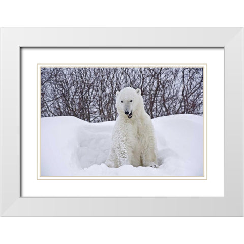 Canada, Churchill Polar bear emerges from den White Modern Wood Framed Art Print with Double Matting by Grandmaison, Mike