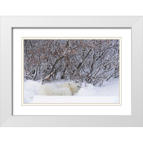 Canada, Churchill Polar bear sleeping in snow White Modern Wood Framed Art Print with Double Matting by Grandmaison, Mike