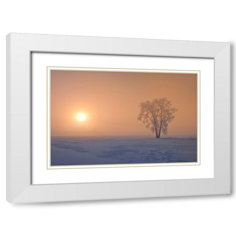 Canada-Manitoba-Dugald Hoarfrost covered cottonwood tree in fog at sunrise White Modern Wood Framed Art Print with Double Matting by Jaynes Gallery