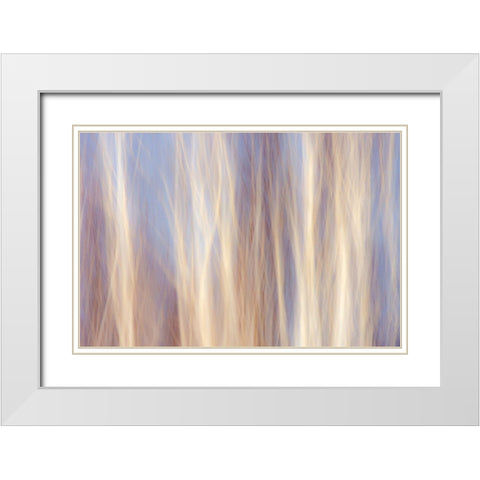 Canada-Manitoba-Sandilands Provincial Forest Forest abstract White Modern Wood Framed Art Print with Double Matting by Jaynes Gallery