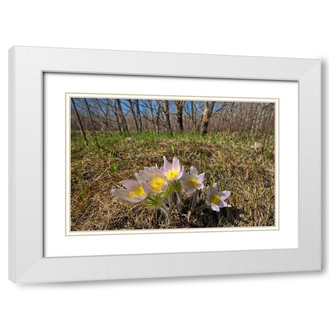 Canada-Manitoba-Prairie crocus in spring White Modern Wood Framed Art Print with Double Matting by Jaynes Gallery
