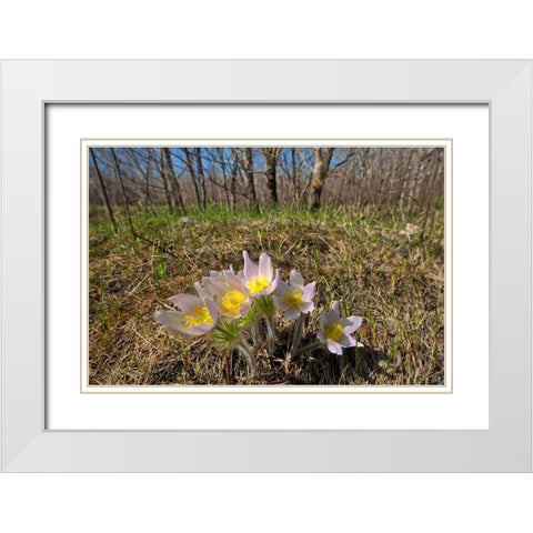 Canada-Manitoba-Prairie crocus in spring White Modern Wood Framed Art Print with Double Matting by Jaynes Gallery