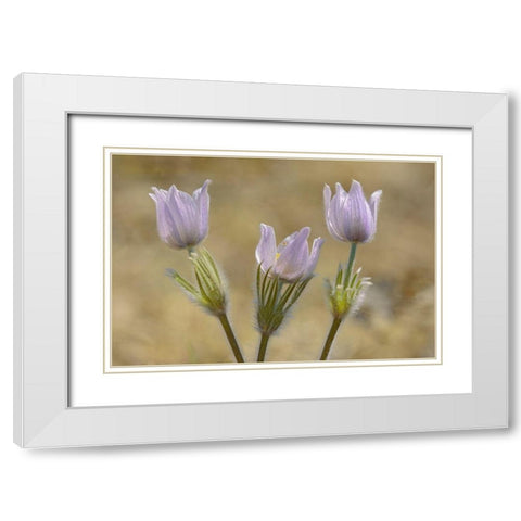 Canada-Manitoba-Prairie crocus in spring White Modern Wood Framed Art Print with Double Matting by Jaynes Gallery
