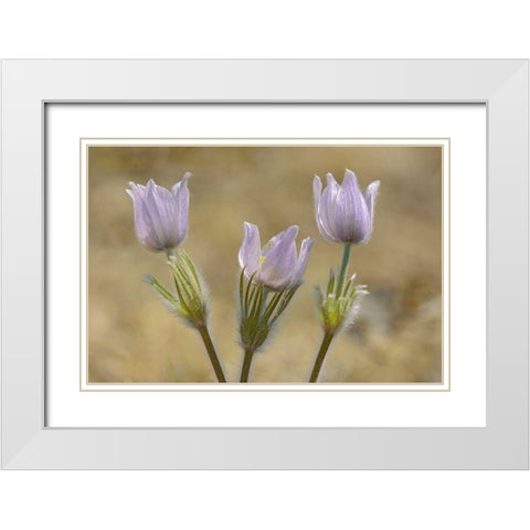 Canada-Manitoba-Prairie crocus in spring White Modern Wood Framed Art Print with Double Matting by Jaynes Gallery