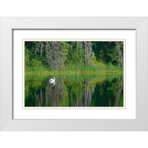 Canada-Manitoba-The Pas American white pelican on lake White Modern Wood Framed Art Print with Double Matting by Jaynes Gallery