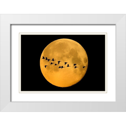 Canada-Winnipeg Montage of geese flying past harvest moon White Modern Wood Framed Art Print with Double Matting by Jaynes Gallery
