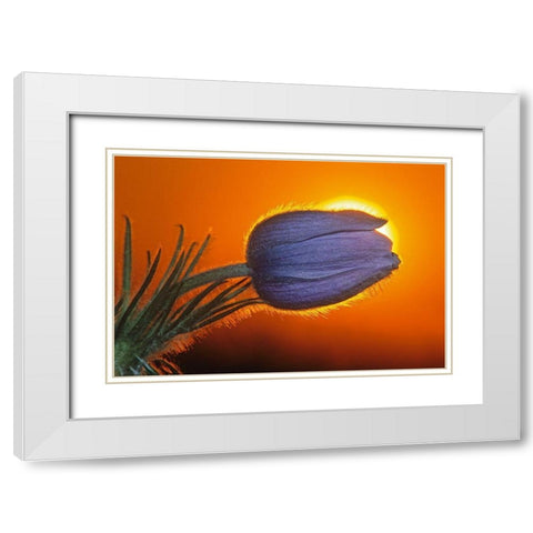 Canada-Manitoba-Winnipeg Prairie crocus backlit at sunrise White Modern Wood Framed Art Print with Double Matting by Jaynes Gallery