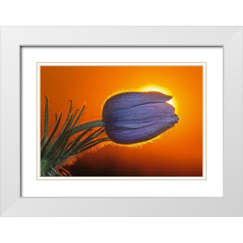 Canada-Manitoba-Winnipeg Prairie crocus backlit at sunrise White Modern Wood Framed Art Print with Double Matting by Jaynes Gallery