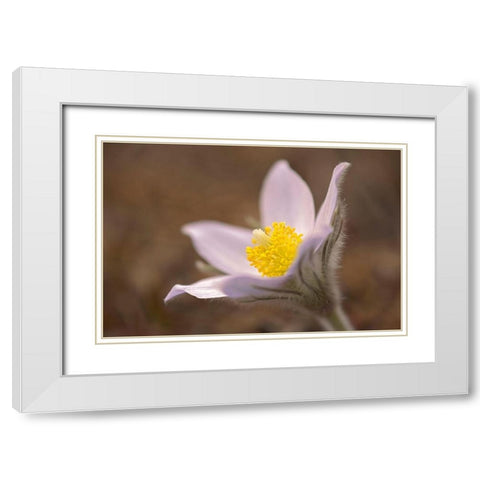 Canada-Manitoba-Mars Hill Wildlife Management Area Detail of prairie crocus flower White Modern Wood Framed Art Print with Double Matting by Jaynes Gallery