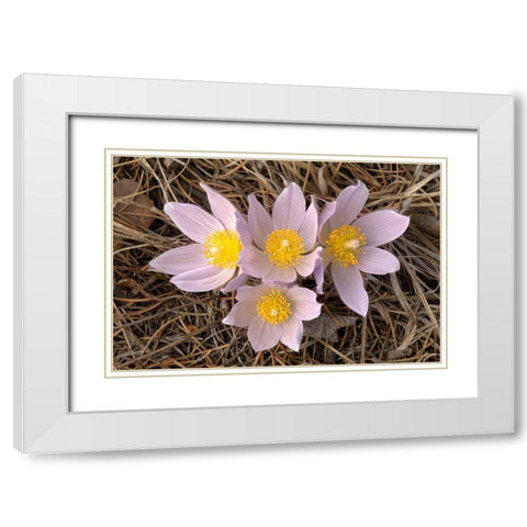 Canada-Manitoba-Mars Hill Wildlife Management Area Close-up of prairie crocus flowers White Modern Wood Framed Art Print with Double Matting by Jaynes Gallery