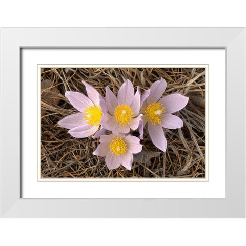 Canada-Manitoba-Mars Hill Wildlife Management Area Close-up of prairie crocus flowers White Modern Wood Framed Art Print with Double Matting by Jaynes Gallery