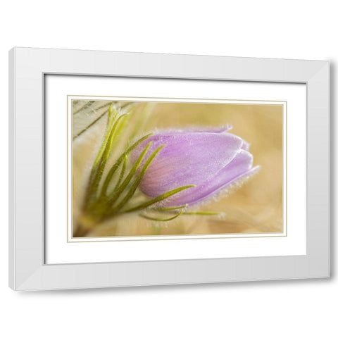 Canada-Manitoba-Winnipeg Close-up of prairie crocus flower White Modern Wood Framed Art Print with Double Matting by Jaynes Gallery