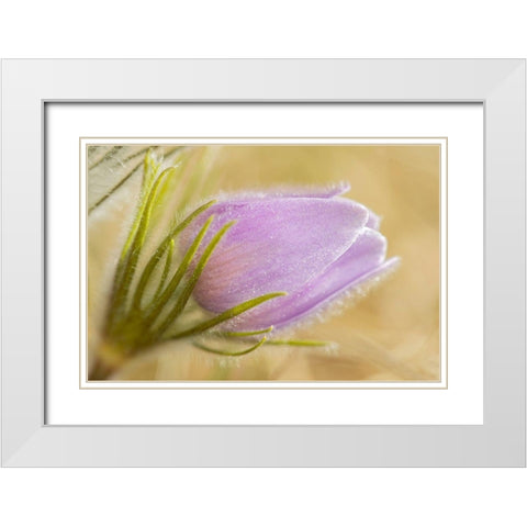 Canada-Manitoba-Winnipeg Close-up of prairie crocus flower White Modern Wood Framed Art Print with Double Matting by Jaynes Gallery