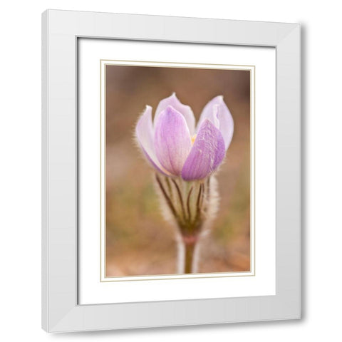 Canada-Manitoba-Sandilands Provincial Forest Prairie crocus flower close-up White Modern Wood Framed Art Print with Double Matting by Jaynes Gallery