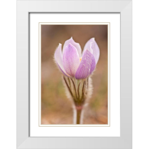 Canada-Manitoba-Sandilands Provincial Forest Prairie crocus flower close-up White Modern Wood Framed Art Print with Double Matting by Jaynes Gallery