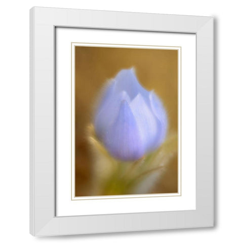 Canada-Manitoba-Winnipeg Close-up of prairie crocus flower White Modern Wood Framed Art Print with Double Matting by Jaynes Gallery