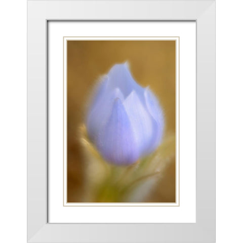 Canada-Manitoba-Winnipeg Close-up of prairie crocus flower White Modern Wood Framed Art Print with Double Matting by Jaynes Gallery