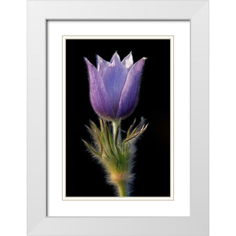 Canada-Manitoba-Sandilands Provincial Forest Prairie crocus flower close-up White Modern Wood Framed Art Print with Double Matting by Jaynes Gallery