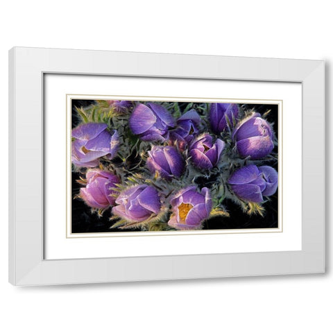 Canada-Manitoba-Sandilands Provincial Forest Prairie crocus flowers close-up White Modern Wood Framed Art Print with Double Matting by Jaynes Gallery