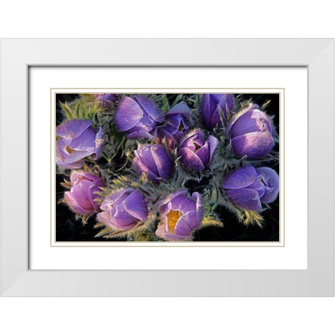 Canada-Manitoba-Sandilands Provincial Forest Prairie crocus flowers close-up White Modern Wood Framed Art Print with Double Matting by Jaynes Gallery
