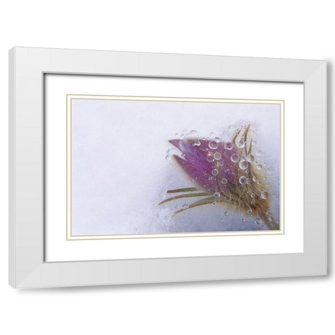 Canada-Manitoba-Sandilands Provincial Forest Prairie crocus flowers close-up through window White Modern Wood Framed Art Print with Double Matting by Jaynes Gallery