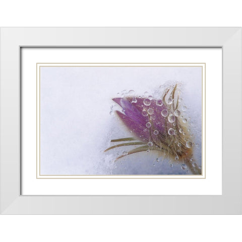 Canada-Manitoba-Sandilands Provincial Forest Prairie crocus flowers close-up through window White Modern Wood Framed Art Print with Double Matting by Jaynes Gallery