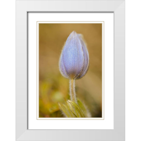 Canada-Manitoba-Libau Prairie crocus flower close-up White Modern Wood Framed Art Print with Double Matting by Jaynes Gallery