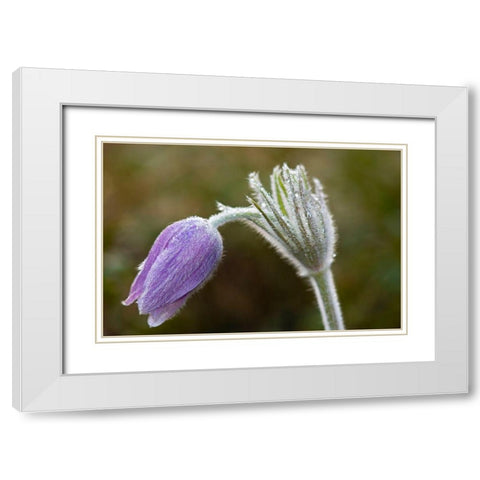 Canada-Manitoba-Sandilands Provincial Forest Prairie crocus flower close-up White Modern Wood Framed Art Print with Double Matting by Jaynes Gallery