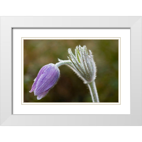 Canada-Manitoba-Sandilands Provincial Forest Prairie crocus flower close-up White Modern Wood Framed Art Print with Double Matting by Jaynes Gallery