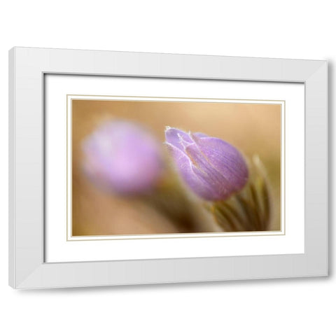Canada-Manitoba-Libau Prairie crocus flower close-up White Modern Wood Framed Art Print with Double Matting by Jaynes Gallery